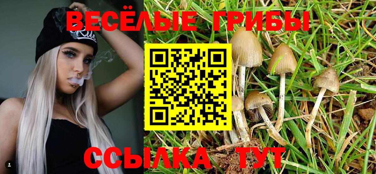 Галлюциногенные грибы Psilocybine cubensis Курчалой