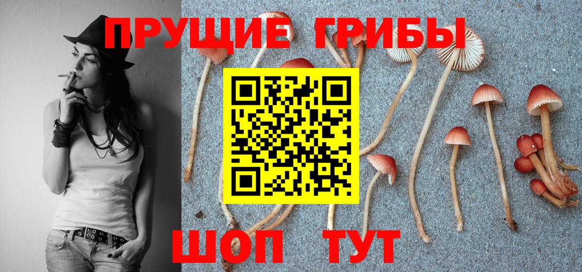 купить   Вход с VPN  Курчалой  Псилоцибиновые грибы мицелий 